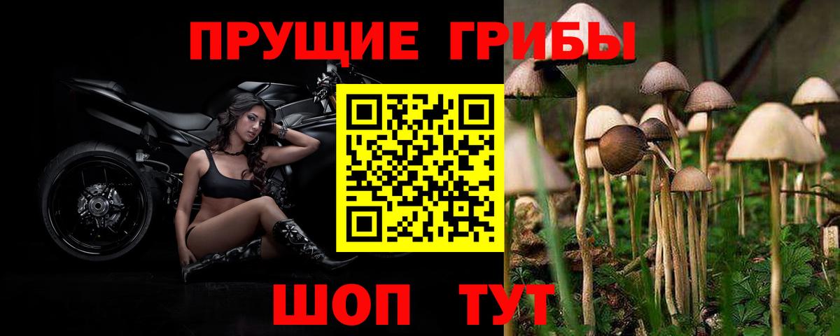 Кропоткин  Псилоцибиновые грибы мицелий  Вход с VPN 
